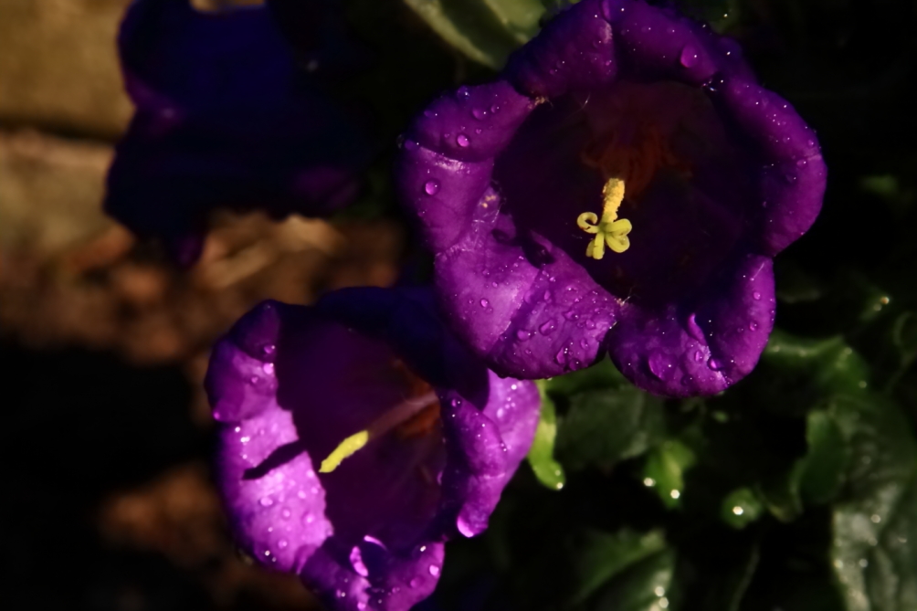 2011 05 09 IMG 30919
